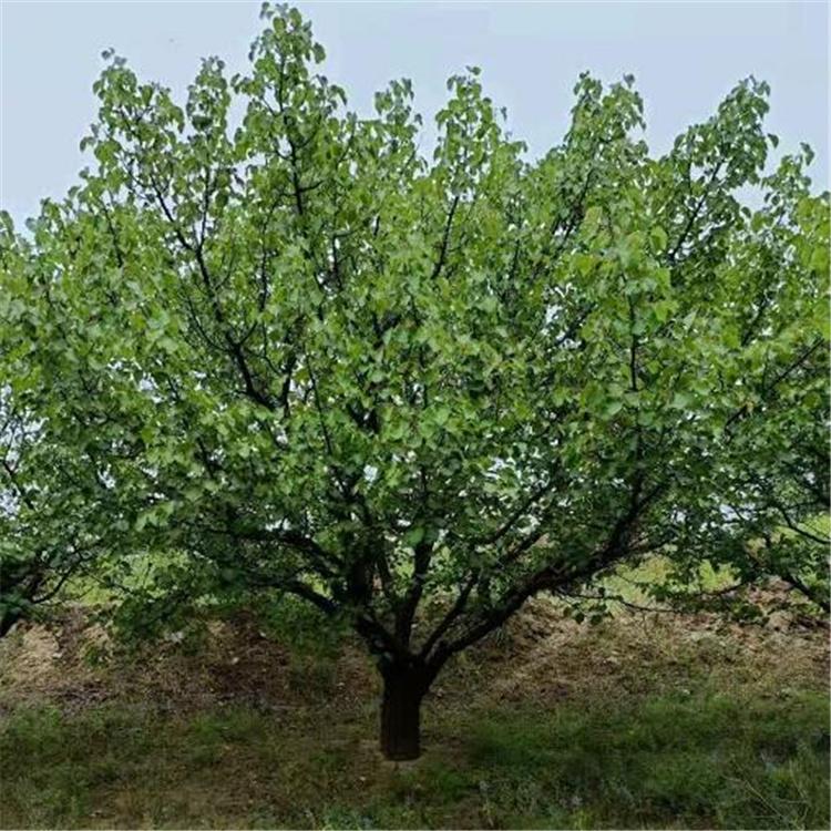 万亩 庭院种植苗木 山杏树20公分 存活率高 树形好