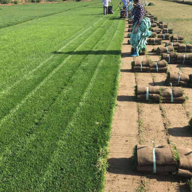 仿真足球场人造草坪 幼儿园工程绿色草坪 价格合理可定制