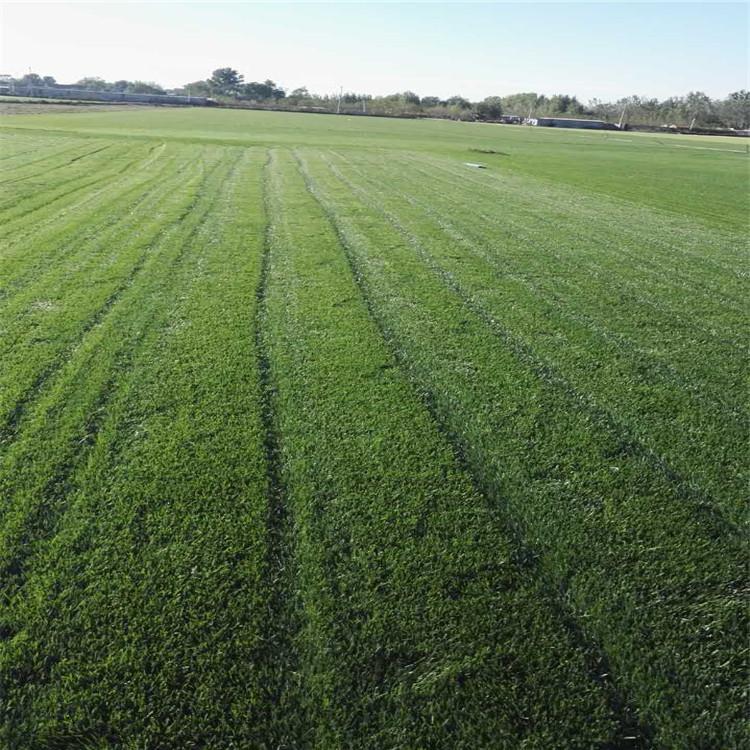 沈阳人造草坪工程 人造草坪价格  