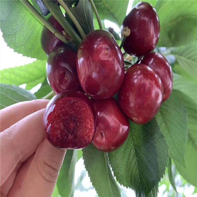 基地直销  品种齐全 伟丽苗木