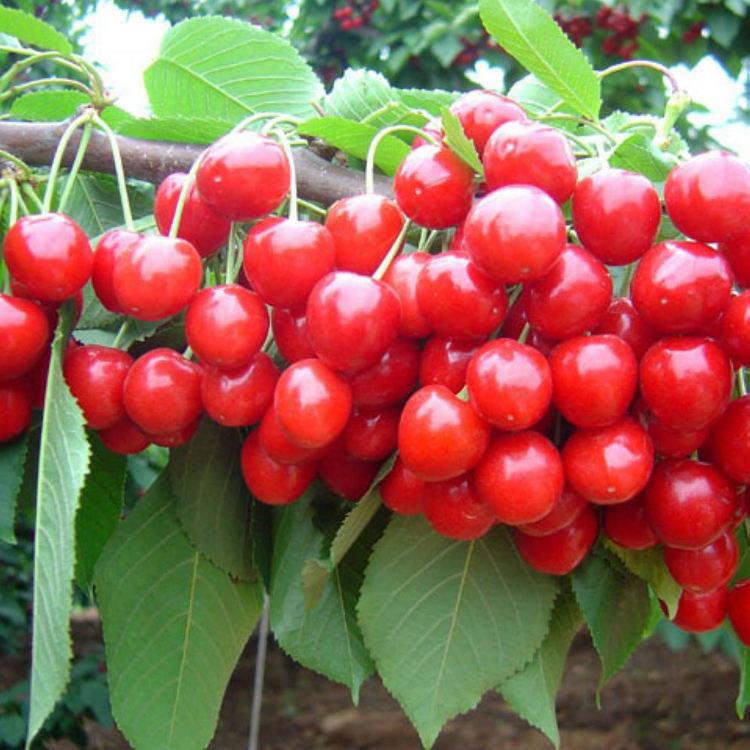 现货供应 批发樱桃树苗