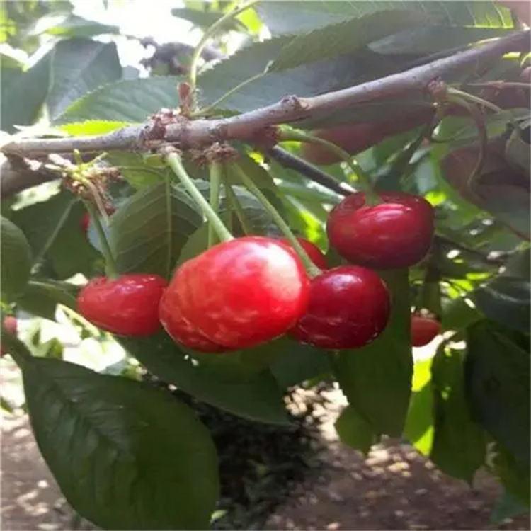 樱桃厂家  樱桃苗种植批发价格