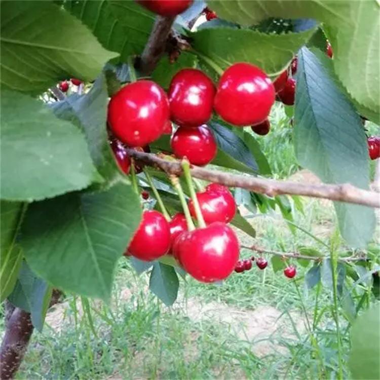 长期供应樱桃苗 价格优惠