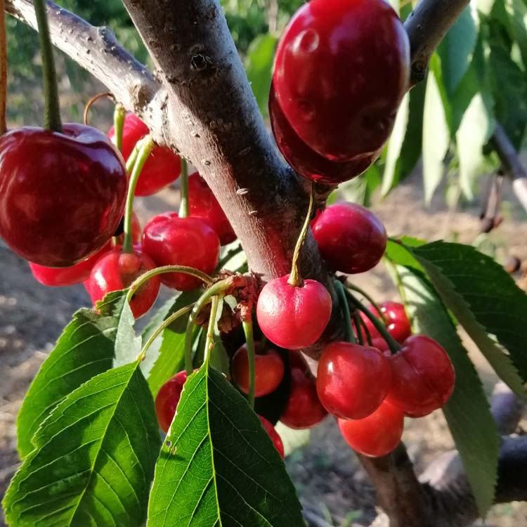 批发樱桃苗 大樱桃苗基地直销品质有保障  