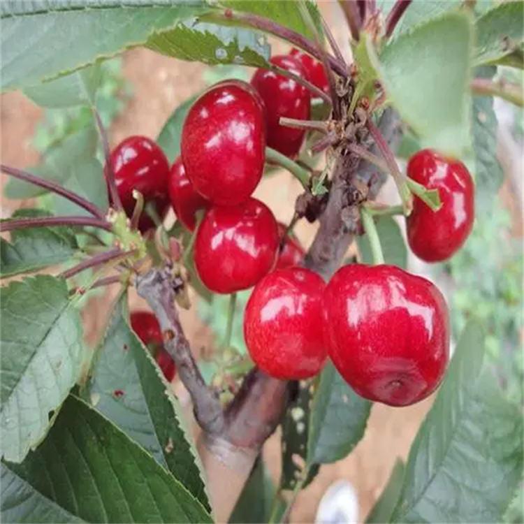 樱桃苗 大樱桃苗 基地出售