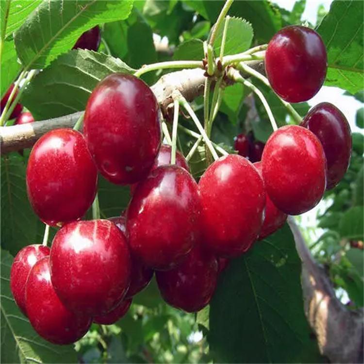 樱桃苗直销  矮 樱桃苗价格 零售批发大樱桃树苗