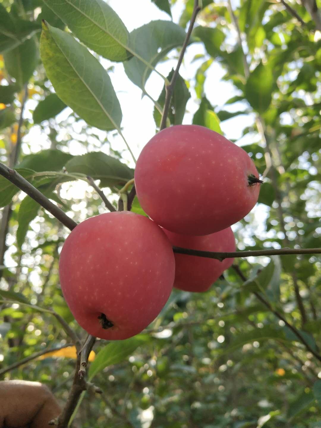 鸡心果苗基地批发 批发果树苗 欢迎选购