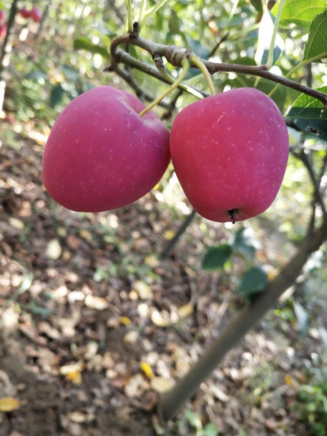 矮化鸡心苹果苗 鸡心果苗报价 品种全