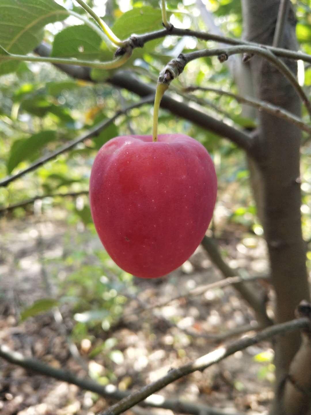 鸡心果苗基地批发 批发果树苗 欢迎选购