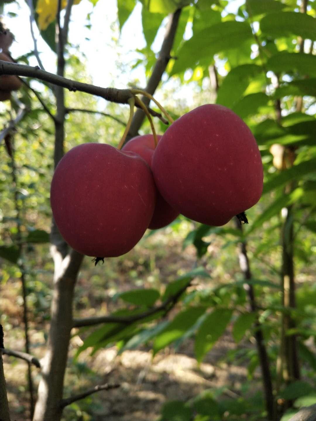 鸡心果苗基地批发 鸡心果苗新品种 多种规格