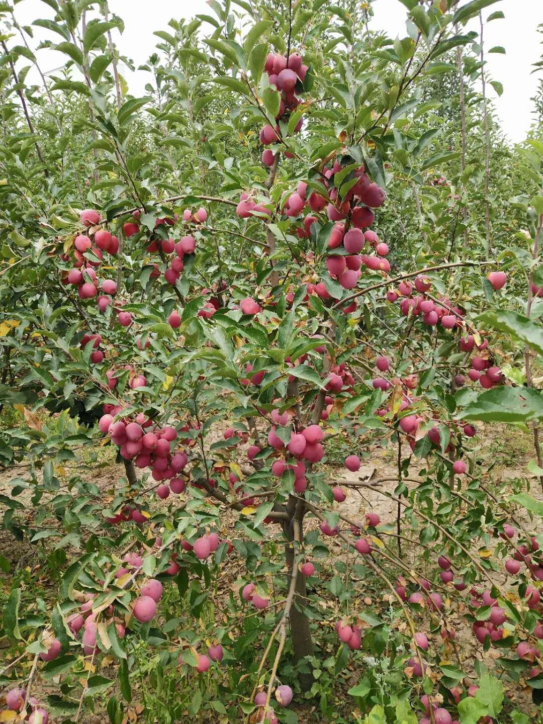 鸡心果苗基地批发 批发果树苗 欢迎选购