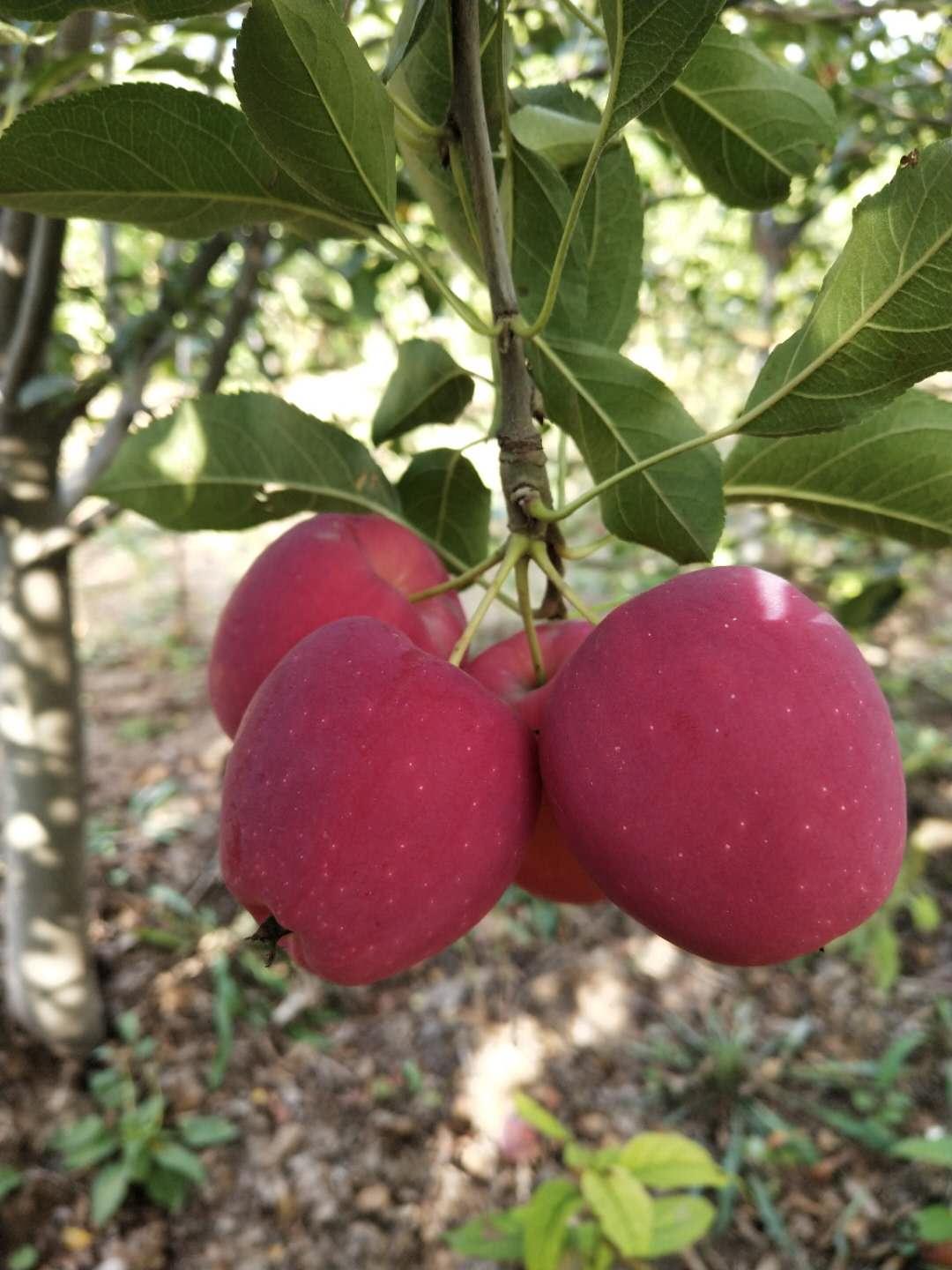 现挖现卖鸡心果苗 鸡心果苗新品种 绿化工程