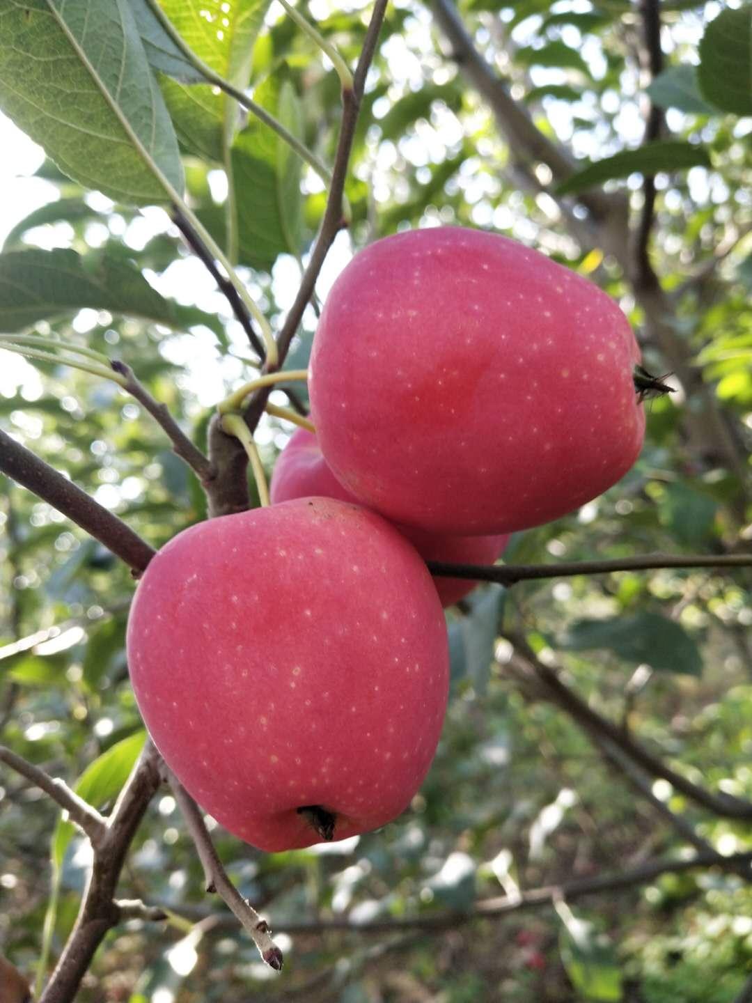 鸡心果苗基地批发 批发果树苗 欢迎选购