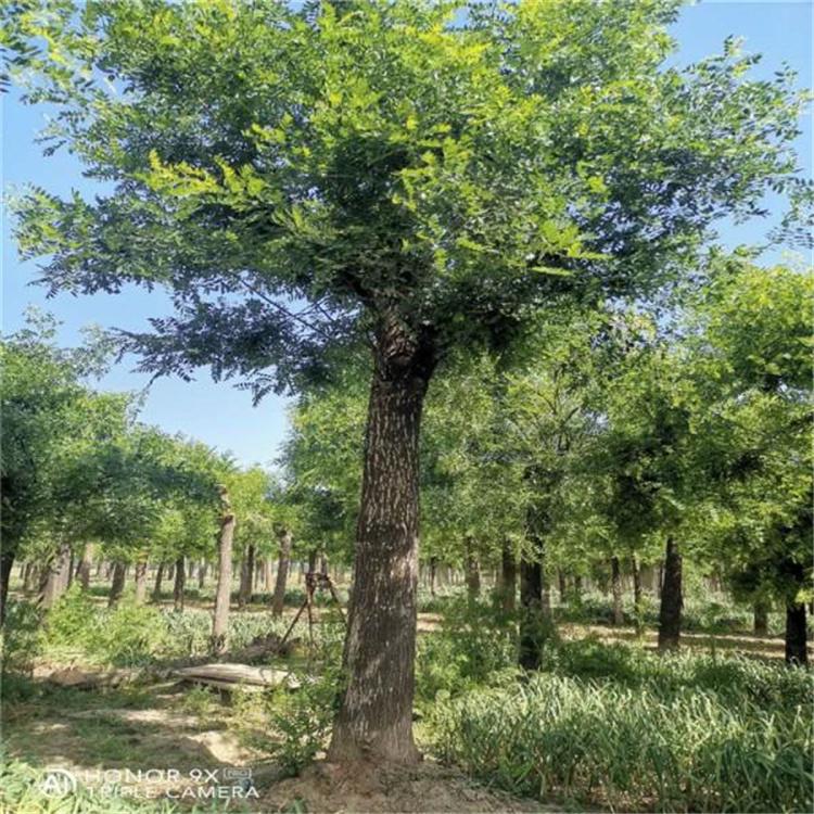 国槐树 城市绿化国槐树 园林观赏丛生国槐树