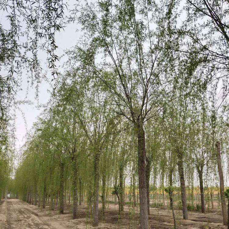 出售 金丝垂柳 枝条金黄 可作行道树庭荫树 金丝垂柳小苗 园林绿化观赏树种