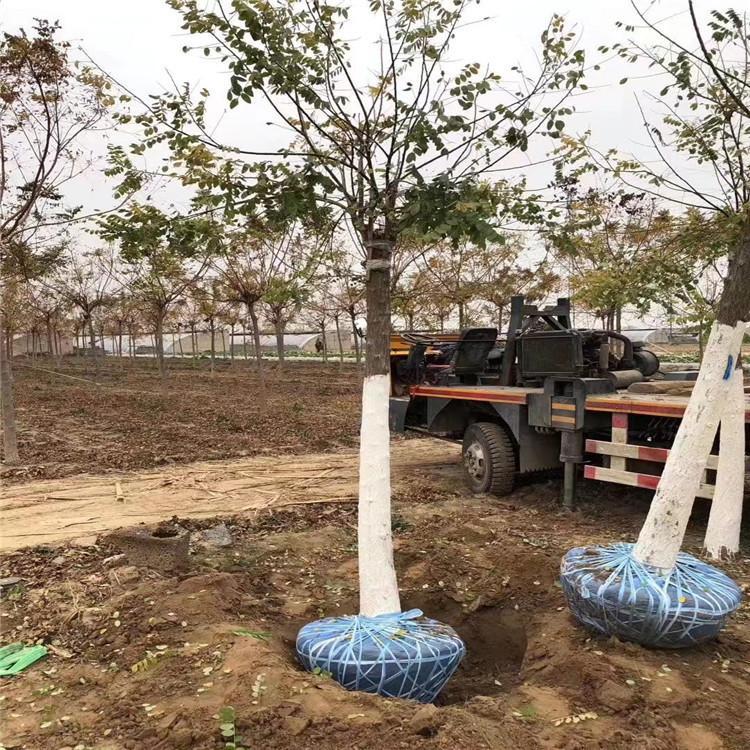 供应 工程绿化国槐 国槐树苗 12公分国槐小苗 厂家现货