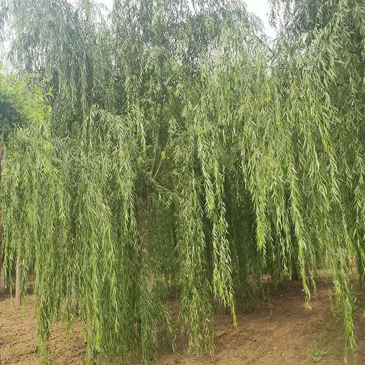 垂柳苗木 12公分金丝垂柳价格 垂柳基地 垂柳批发