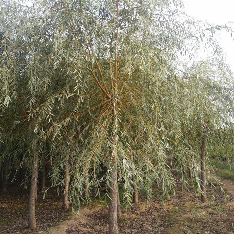 基地金丝垂柳批发工程绿化 货源足金丝垂柳品种齐全