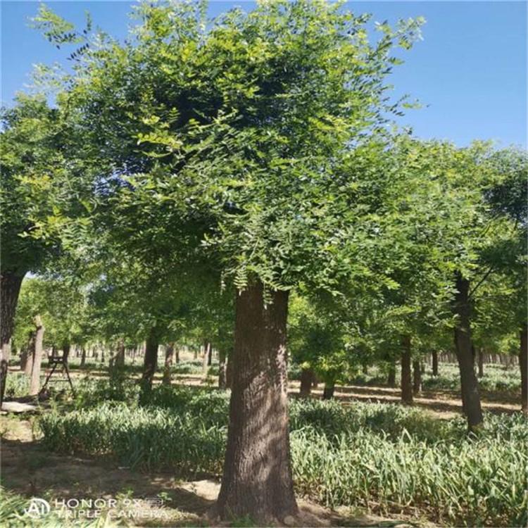常年销售 景观国槐 种植国槐 国槐树苗圃 基地苗圃