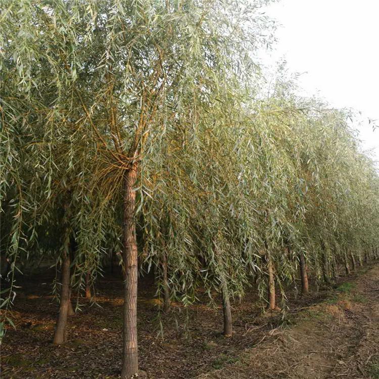 基地出售金丝垂柳树苗 耐寒耐热金丝垂柳小苗 庭院道路直生柳苗绿化