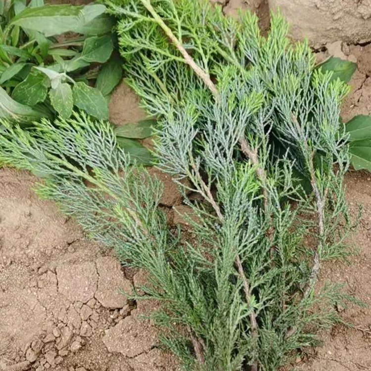 沙地柏，铺地柏 沙地柏 河北苗圃沙地柏厂家直销