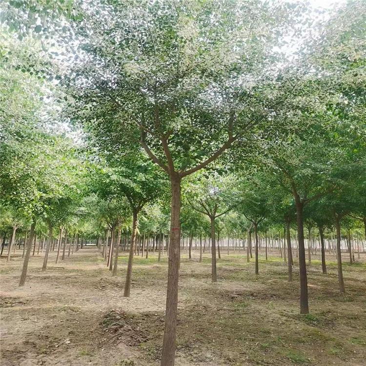 丝棉木基地量大价低河北丝棉木天津苗圃