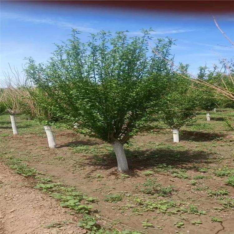 木槿基地河北苗圃