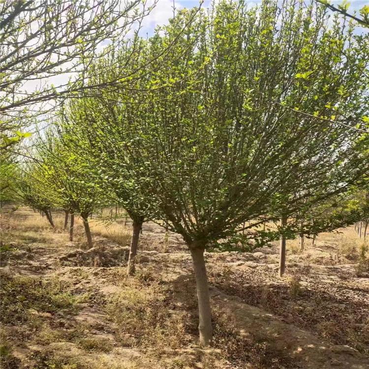 木槿基地河北苗圃