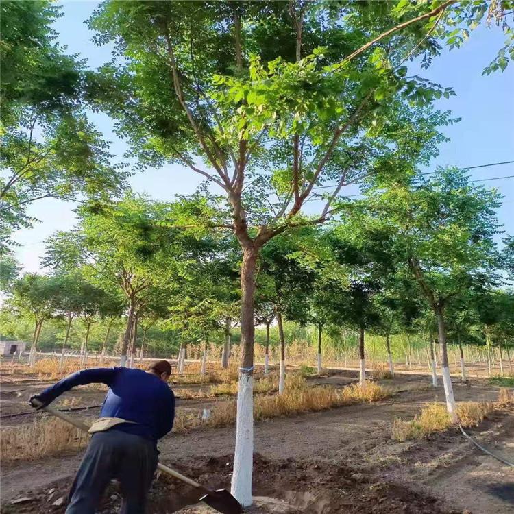 热销栾树 12公分栾树河北栾树种植基地
