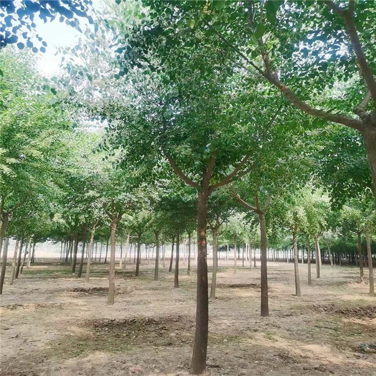 15公分国槐20公分国槐基地河北苗圃