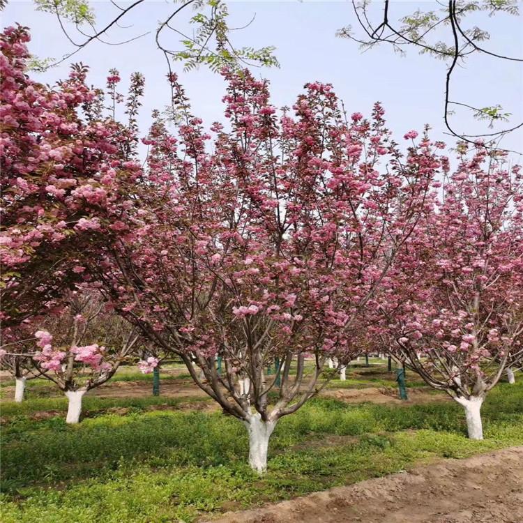 长期出售 10公分樱花 山东樱花基地 行道树樱花
