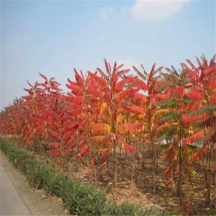 河北苗圃火炬树基地