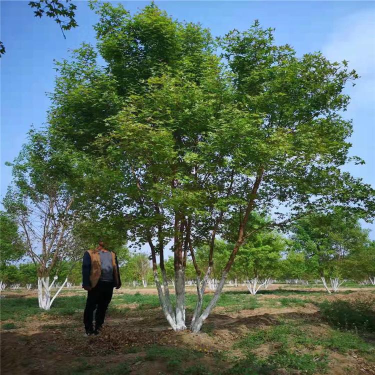 元宝枫苗圃丛生五角枫基地