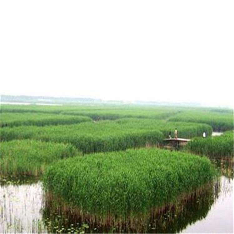 绿化用芦苇苗种植芦苇种苗湿地公园河道用于绿化