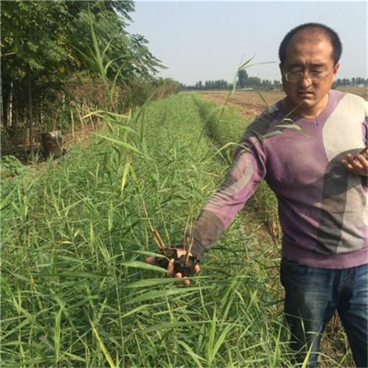 水质绿化 工程苗 耐寒园林植物 湿地水生芦苇苗