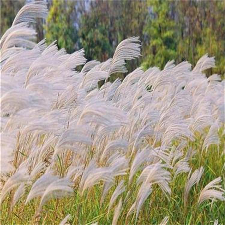 多年生水生植物芦苇苗 批发芦苇小苗基地 芦苇苗圃