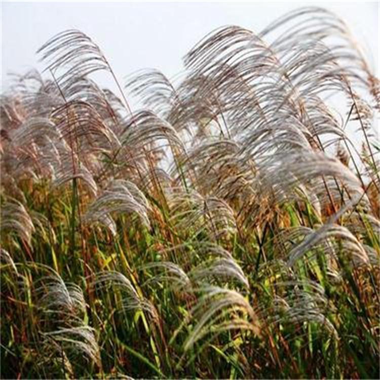 芦苇种植基地 连片芦苇苗 净化污水 产品支持定制