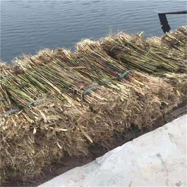 芦苇苗 公园河道 水体绿化用 净化水质