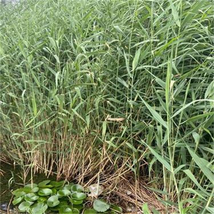 芦苇苗 芦苇种植 芦苇种苗基地 水生湿生高大禾草