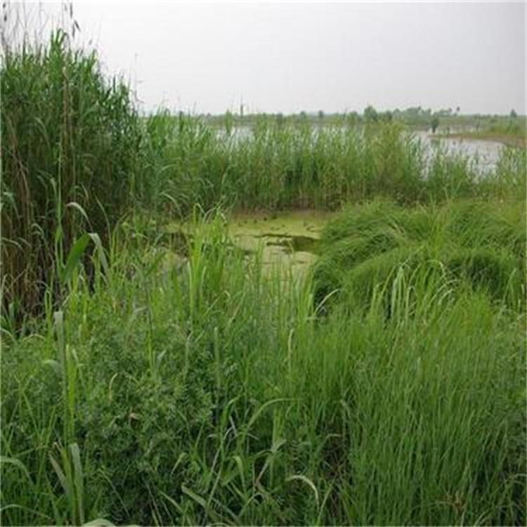 芦苇苗 公园河道 水体绿化 净化水质 芦苇根