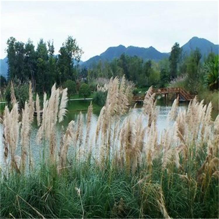 本地芦苇苗 植株粗大根系发达 易种易活 全国可发货可施工