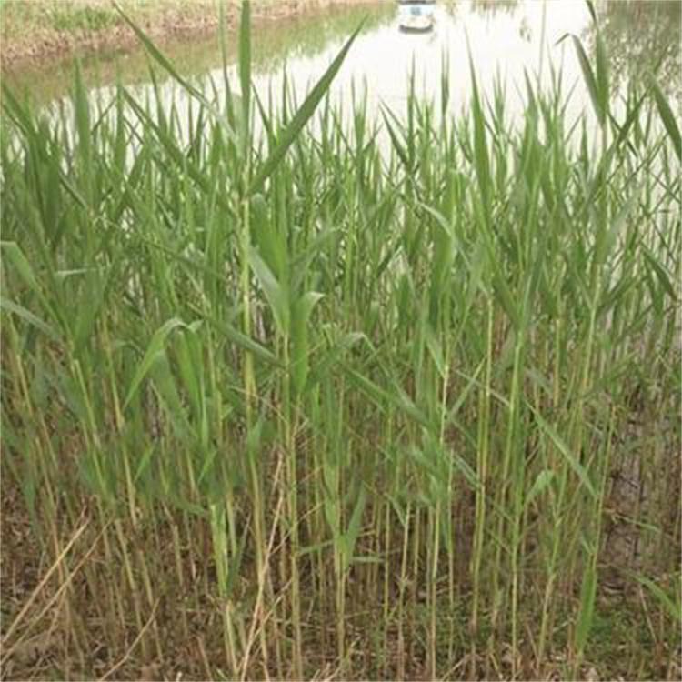 种植基地供应 新鲜收割芦苇苗 河道绿化净化水质 成景效果好