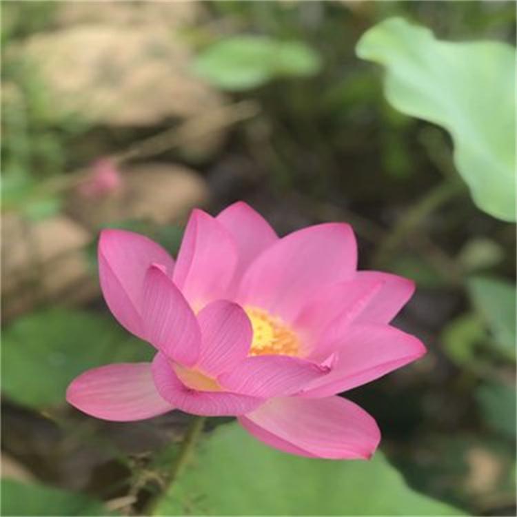 睡莲 种苗供应颜色齐全 适合水体绿化 公园河道 湖泊工程用苗