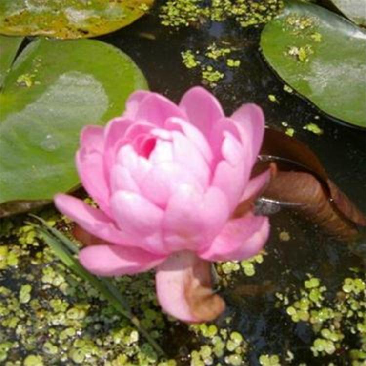 精品睡莲苗水生湿地睡莲 颜色齐全 水生植物 