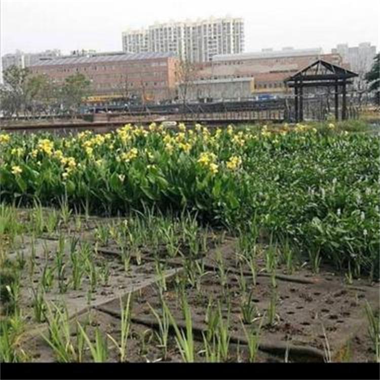 人工浮岛 净化水质 水上人工花卉种植绿化浮床