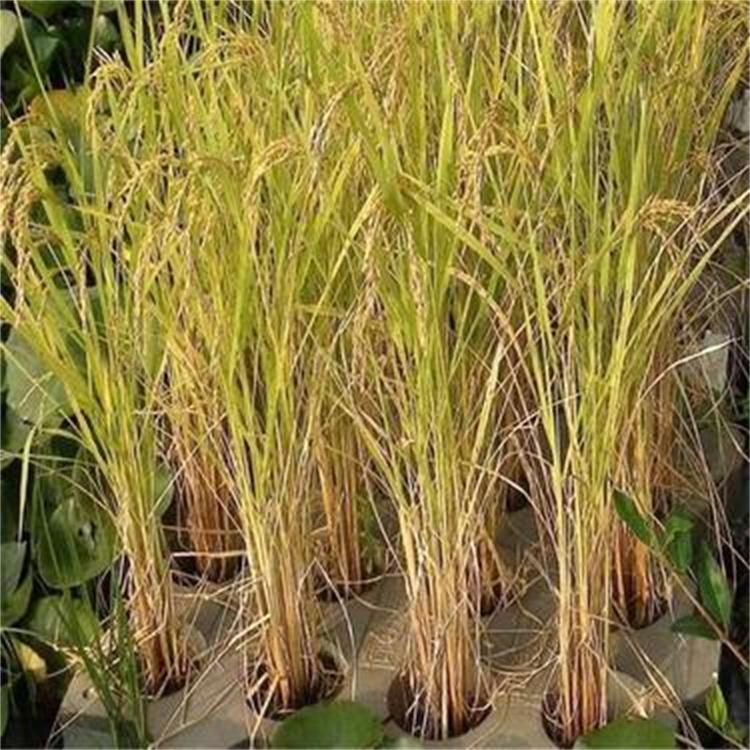 生态浮岛景观 绿化养护 浮动湿地 大型人工浮岛