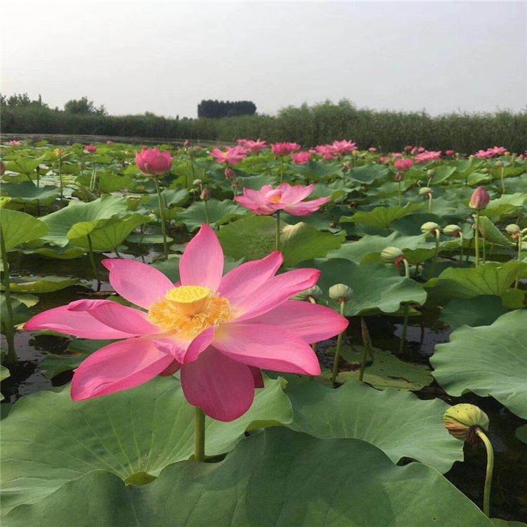 厂家出售 荷花苗 河道绿化苗 池塘美化苗 多年培育经验
