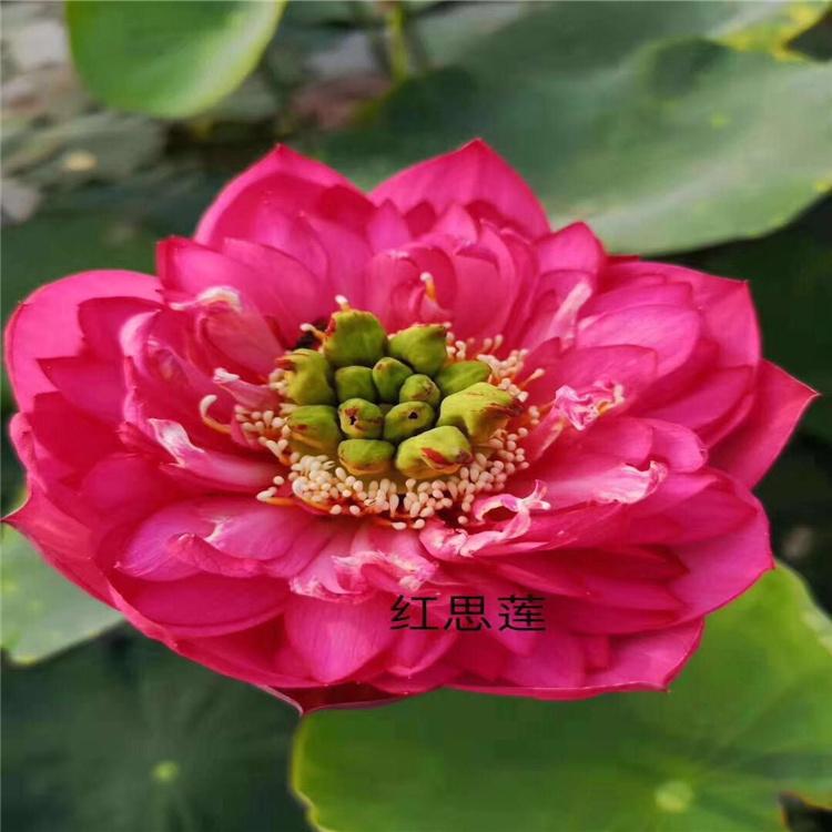 观赏荷花种藕苗 莲藕种苗 荷花莲藕苗莲花苗基地