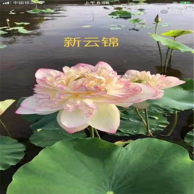 池塘荷花基地 绿化荷花苗 盆栽荷花苗