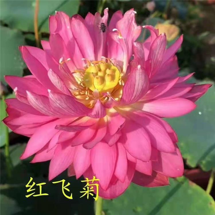 基地供应荷花苗子 荷花种植基地 荷花行情